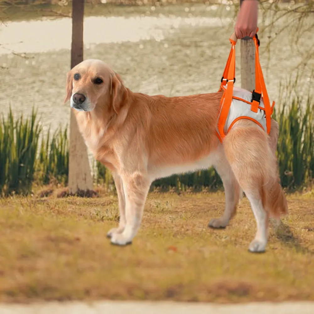 Dog Hind Leg Harness08