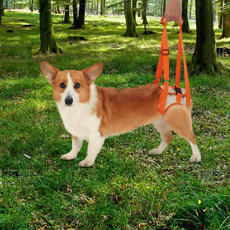 Dog Hind Leg Harness07