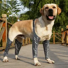 Dog Leg Brace for Anti-Lick07