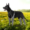 Dog Leg Brace for Anti-Lick