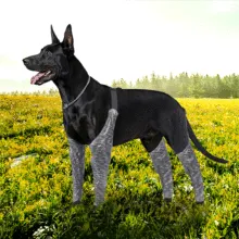 Dog Leg Brace for Anti-Lick08