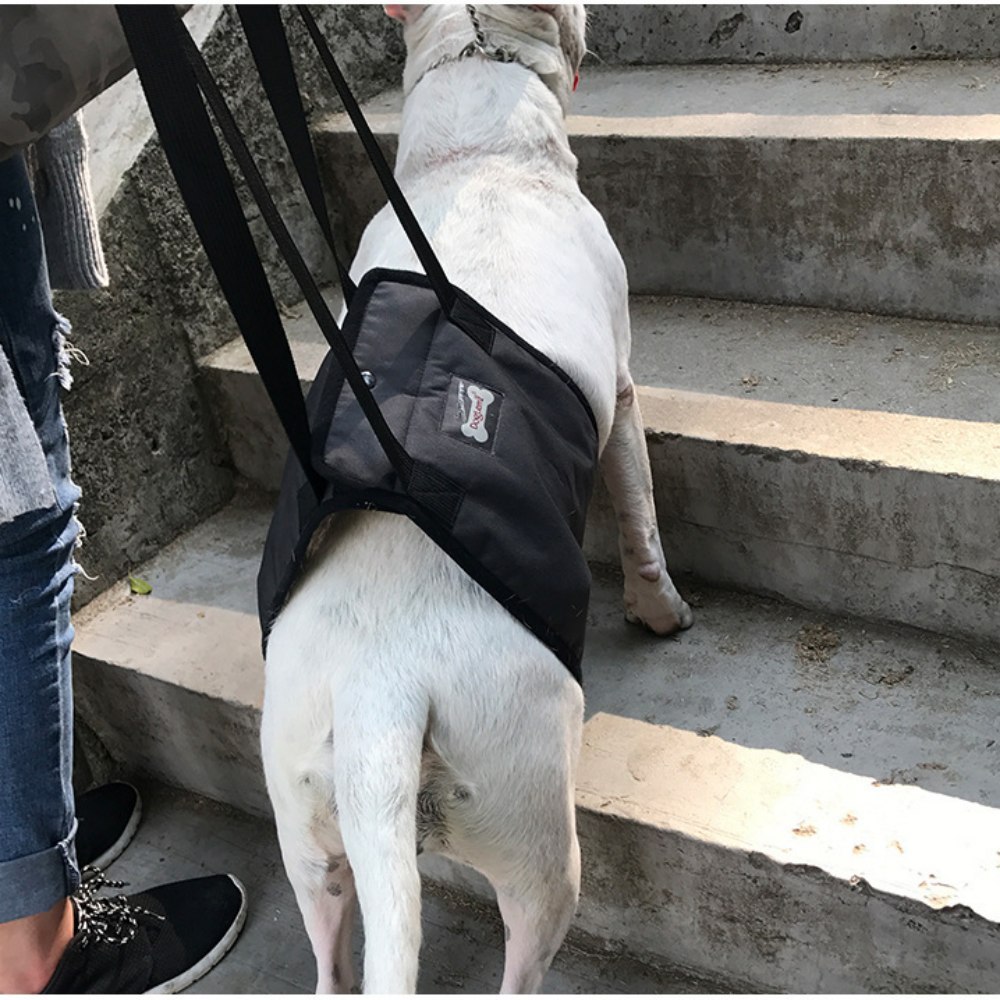 Dog Support Harness(Mid-body)01