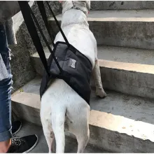 Dog Support Harness(Mid-body)01
