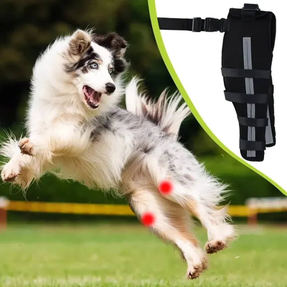 Dog Double Leg Brace02