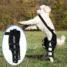 Dog Double Leg Brace03