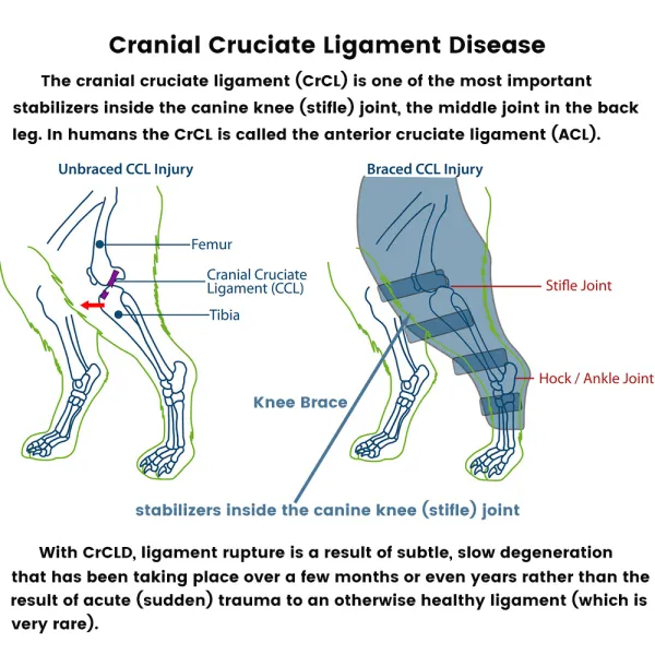 Luxating Patella Dog Knee Brace01