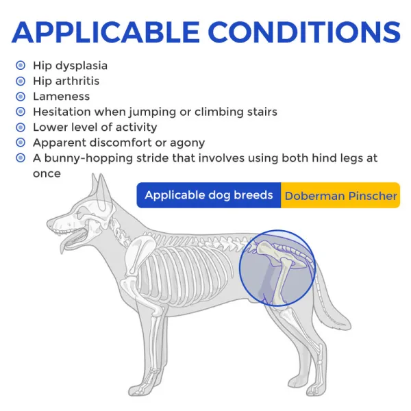 Doberman Pinscher Support Brace for Hip Dysplasia02
