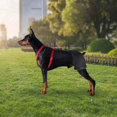 Doberman Pinscher Support Brace for Hip Dysplasia 02