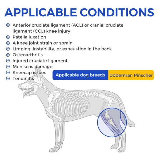 Doberman Pinscher Knee Brace for Patella Luxation 02