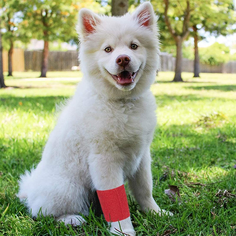 Dogs Adhesive Bandages01