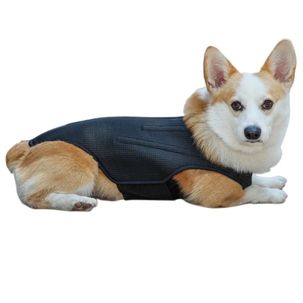 Hinged Canine Back Brace03