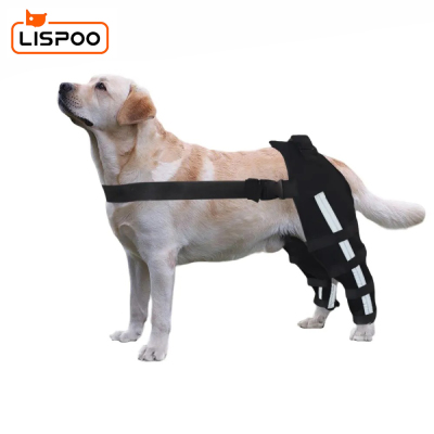Dog Double Leg Brace 01
