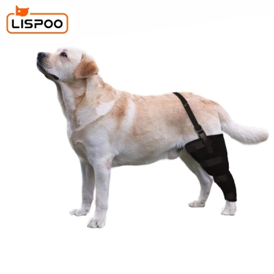 Dog Single Leg Brace 02