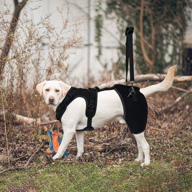  Dog Dysplasia Hip Brace With Handle06
