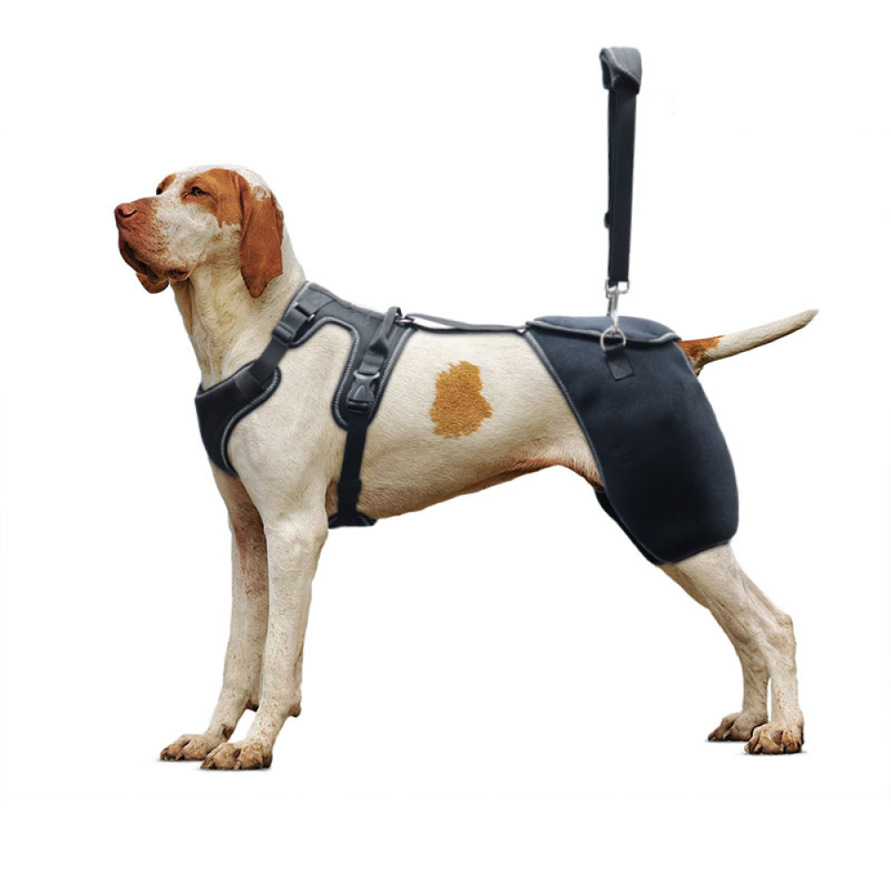  Dog Dysplasia Hip Brace With Handle00
