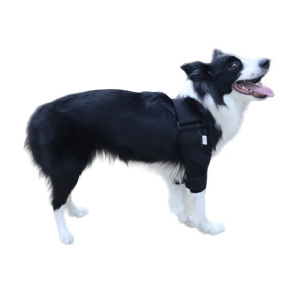 Border Collie Dog Elbow Brace00