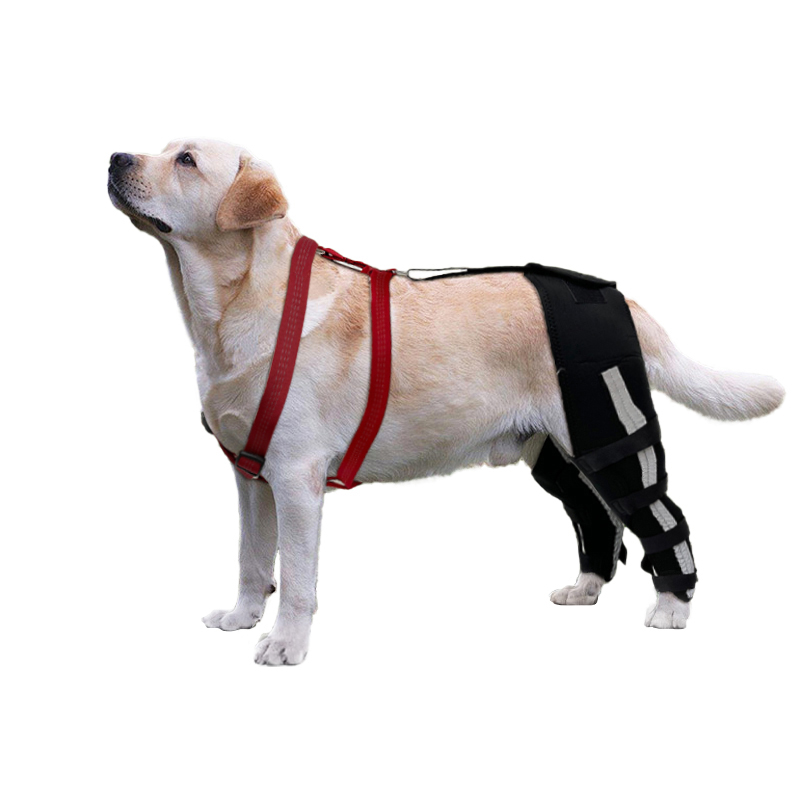 Luxating store patella brace