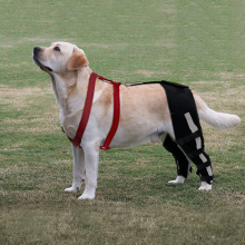 Luxating Patella Dog Knee Brace09