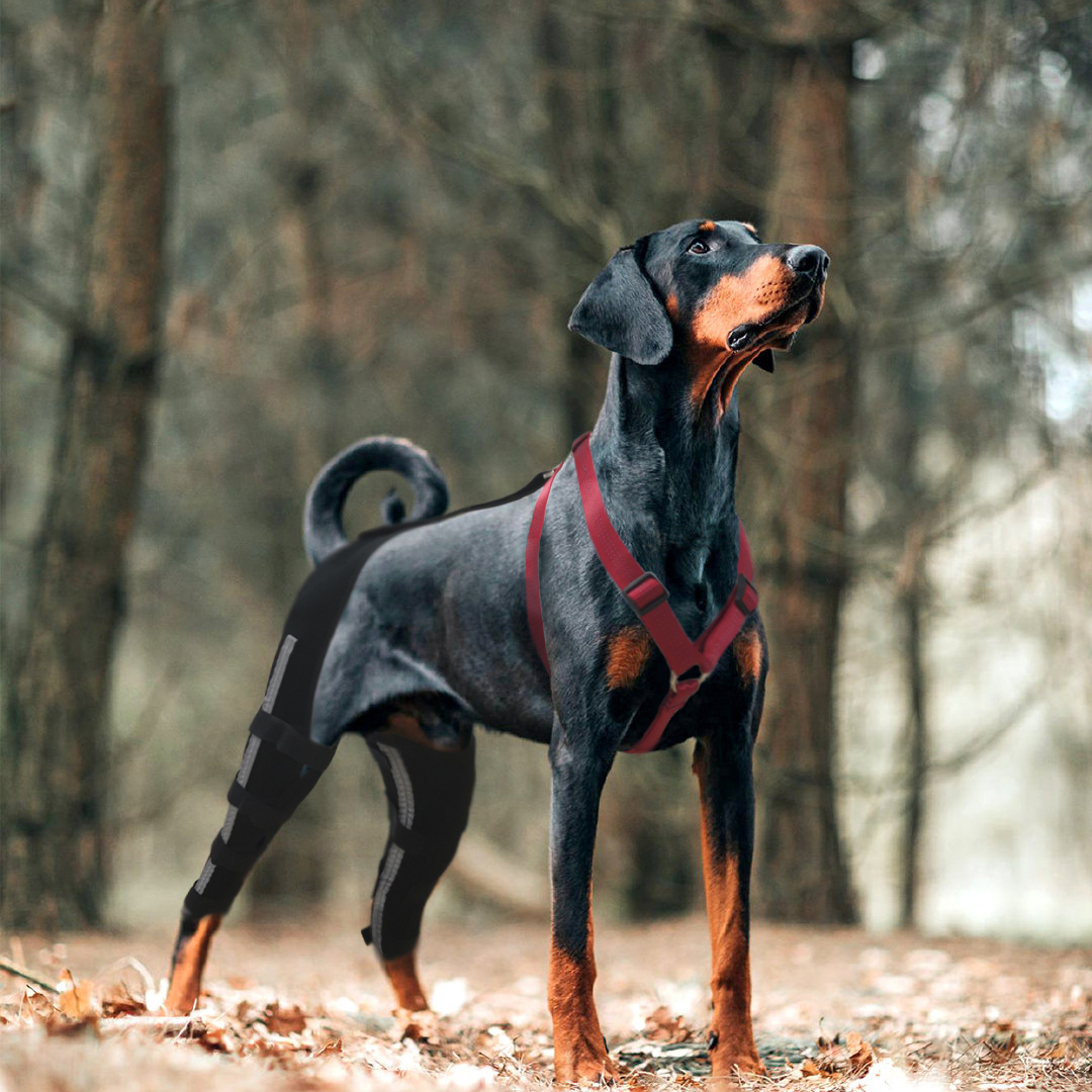 Luxating Patella Dog Knee Brace07