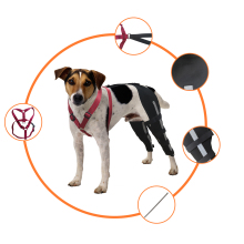 Luxating Patella Dog Knee Brace05