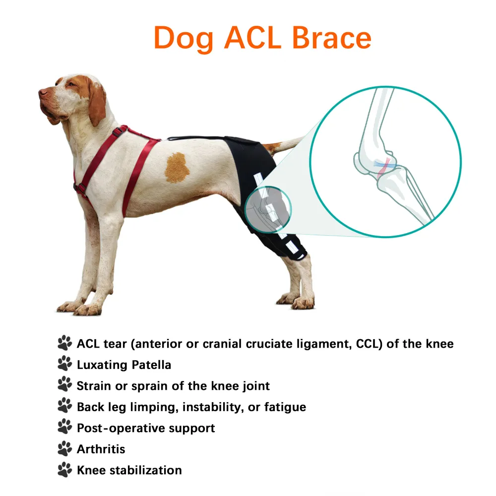 Luxating Patella Dog Knee Brace04