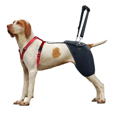 Hip Brace for Dogs with Hip Dysplasia 01