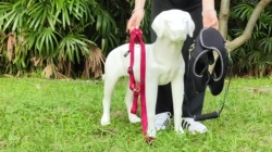 Hip Brace for Dogs with Hip Dysplasia 01