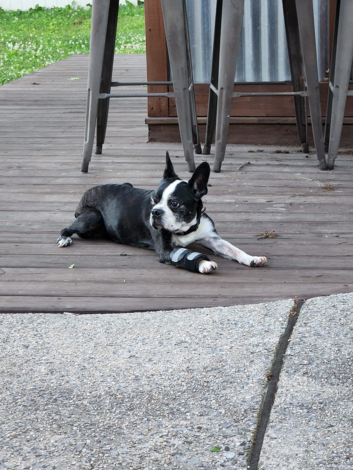 Extra Supportive Dog Carpal Brace review K. Marshall