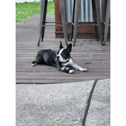 Extra Supportive Dog Carpal Brace review K. Marshall