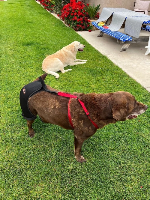 Dog Hip Dysplasia Brace review Carla Prescott