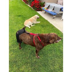 Dog Hip Dysplasia Brace review Carla Prescott