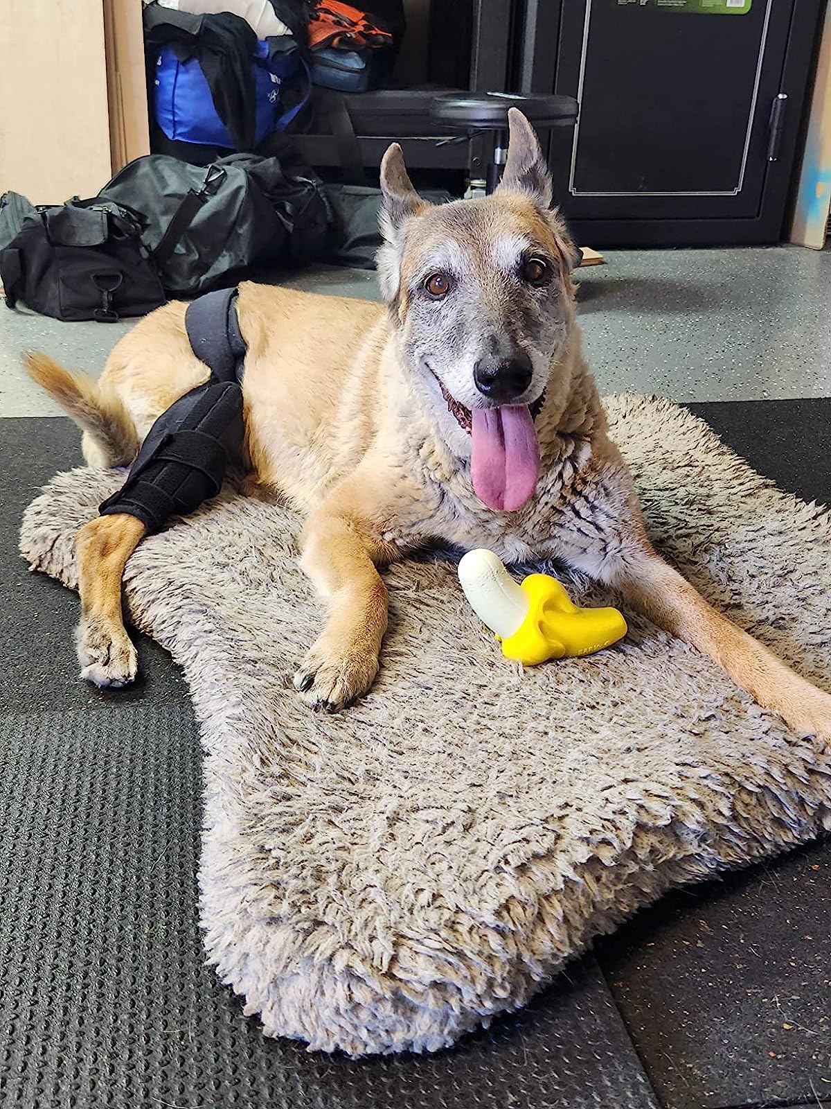 Dog Knee Brace Support  Acl review Sydney Gomez