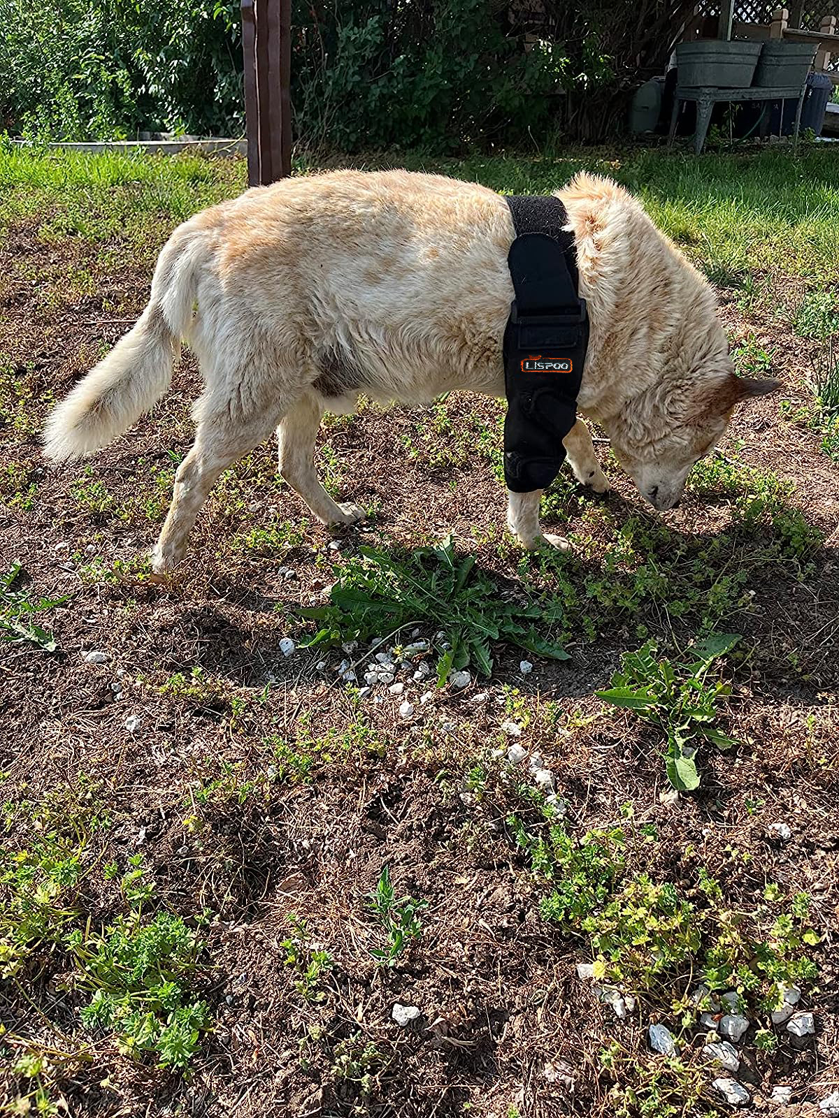 Dog Double Elbow & Shoulder Brace review Robin S Copas