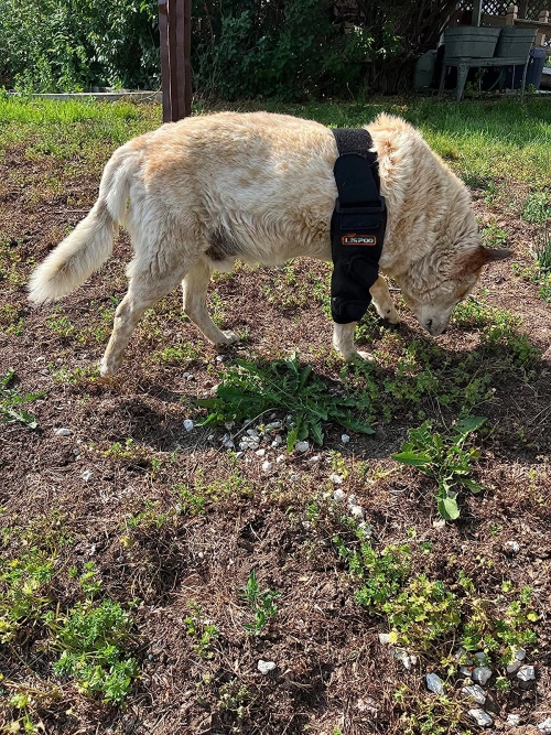 Dog Double Elbow & Shoulder Brace review Robin S Copas