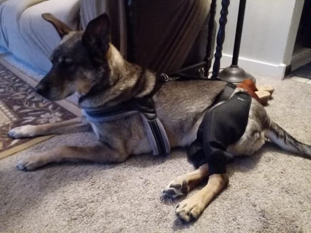 Dog Hip Dysplasia Brace review shoe lover