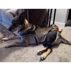 Dog Hip Dysplasia Brace review shoe lover