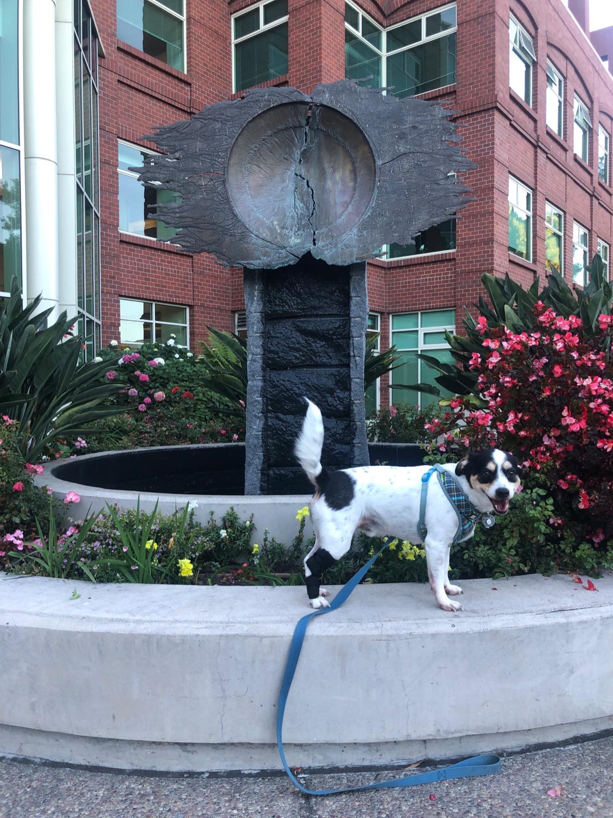 Dog Support Harness for Front Leg review Vedana S.