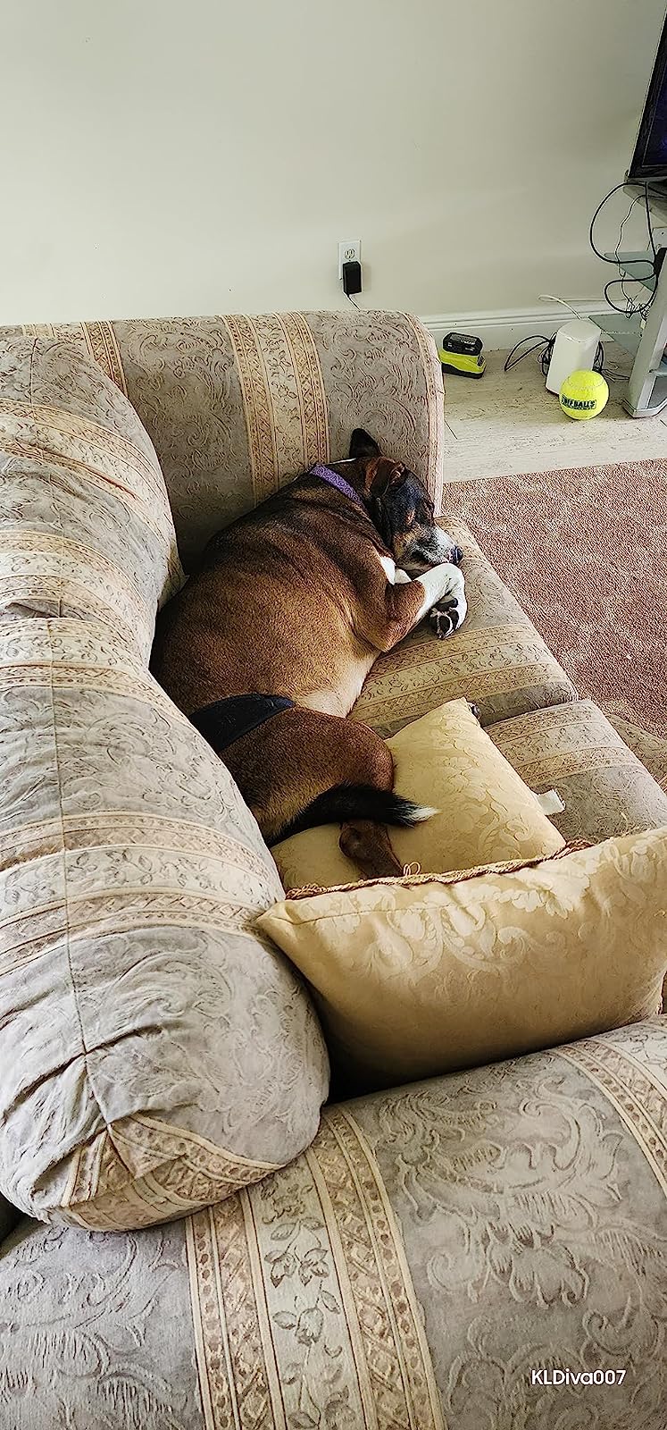 Dog Hind Legs Protector  review maddison