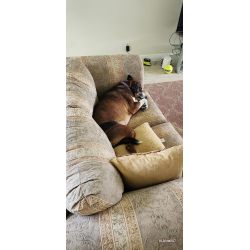 Dog Hind Legs Protector  review maddison