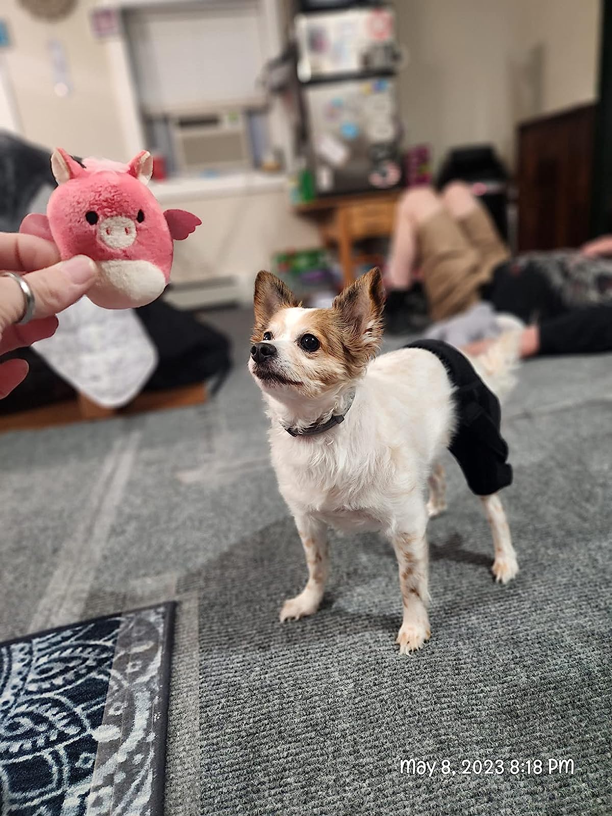 Dog Brace For Hind Leg review Jen M. K.