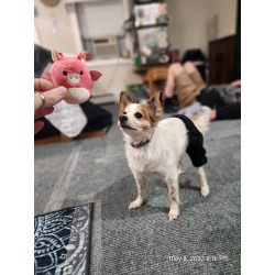 Dog Brace For Hind Leg review Jen M. K.