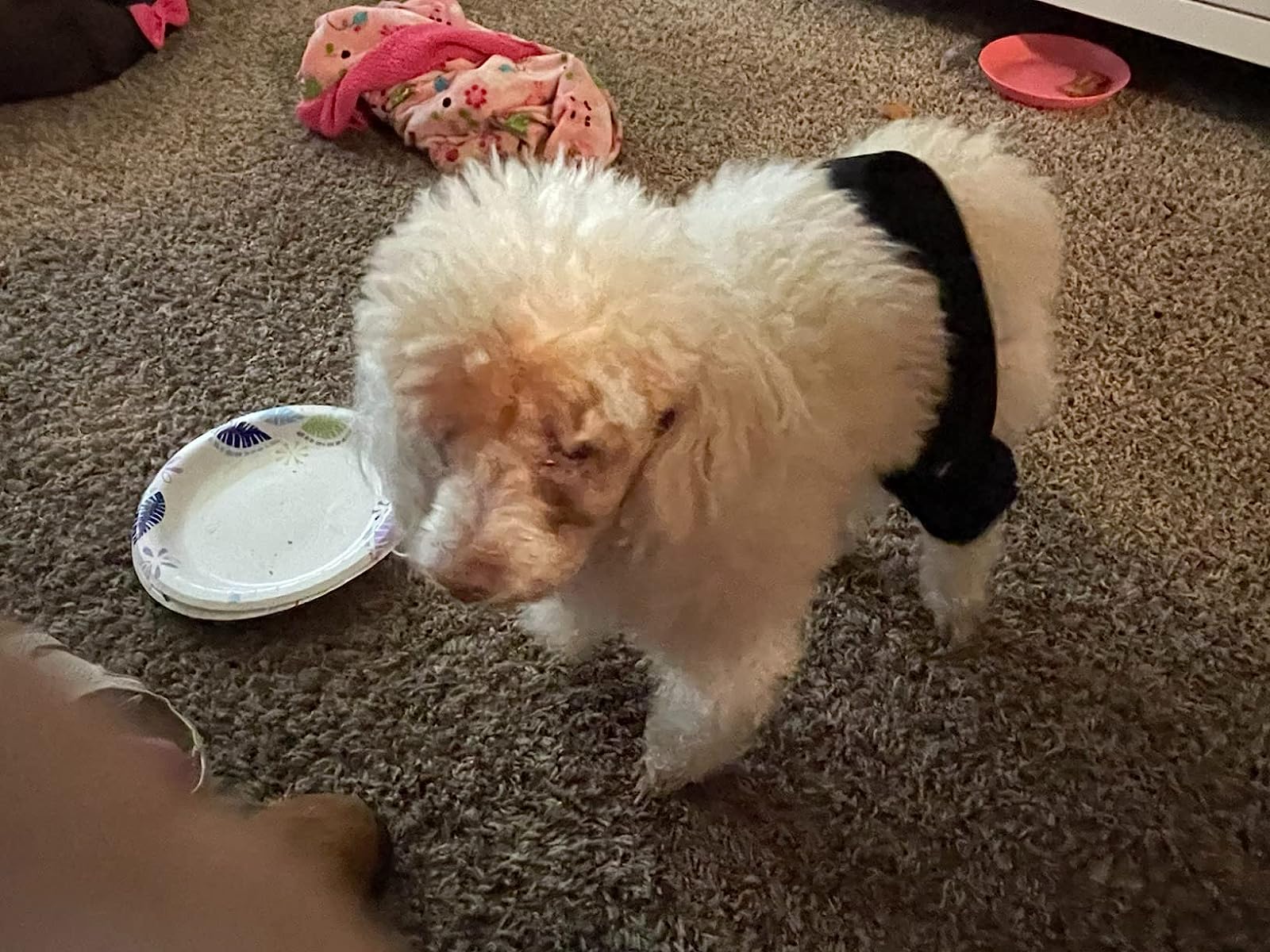 Hinged Dog Leg Brace review iran