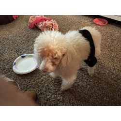 Hinged Dog Leg Brace review iran