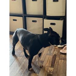 Dog Neck Brace review Jeanie