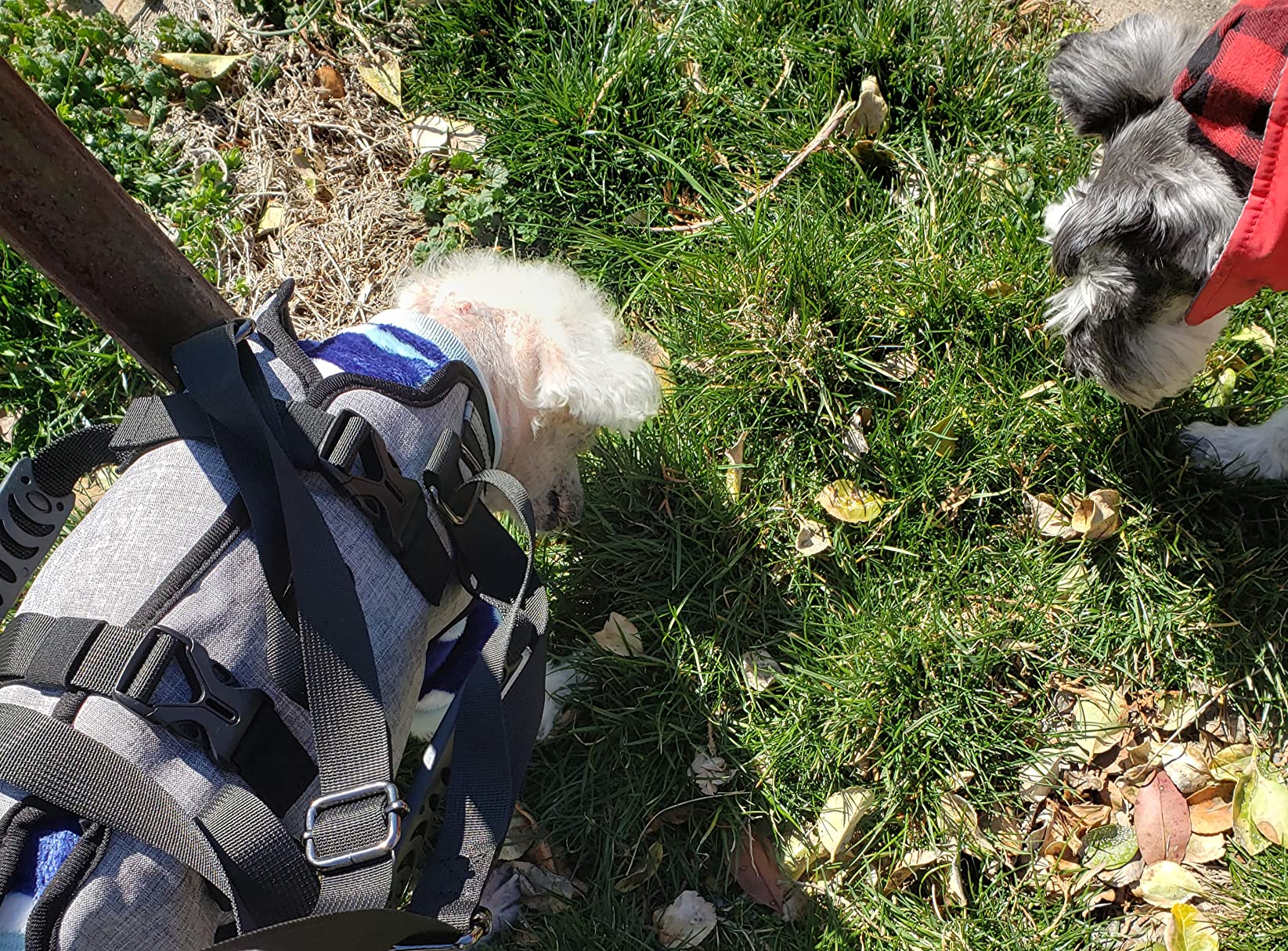 Oxford Full Body Lifting Harness for Dogs review salana 01