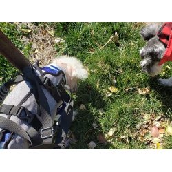 Oxford Full Body Lifting Harness for Dogs review salana 01
