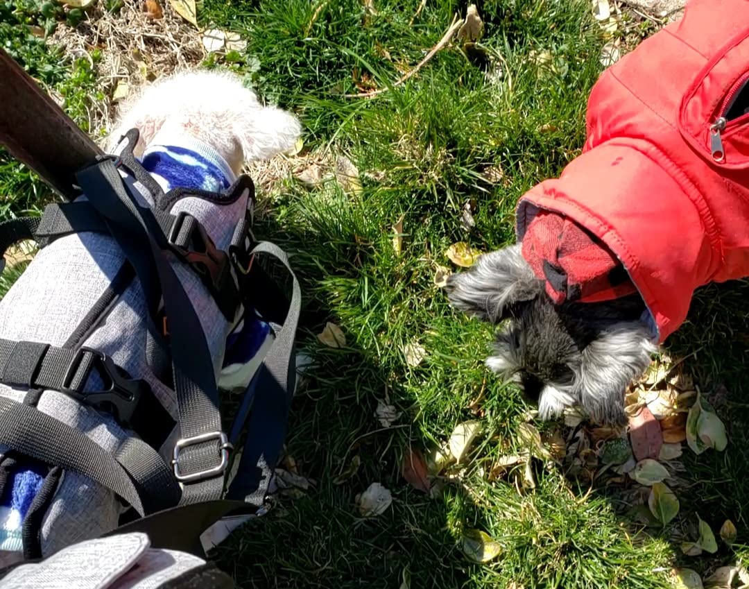 Oxford Full Body Lifting Harness for Dogs review salana 02