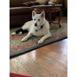 Dog Hock Wrap Braces Protector review Patrick Mingarelle