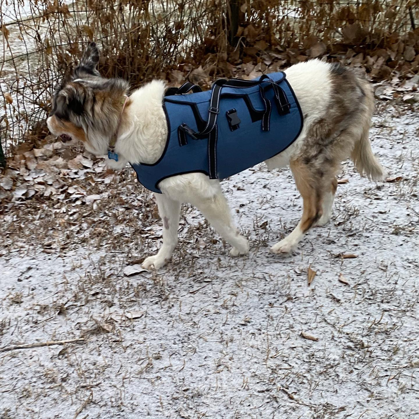 Dog Lift Harness Full Body Support review offor