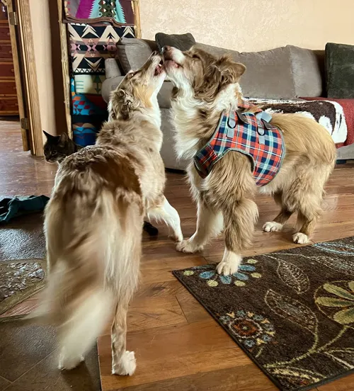 Dog Support Harness Front End review allen